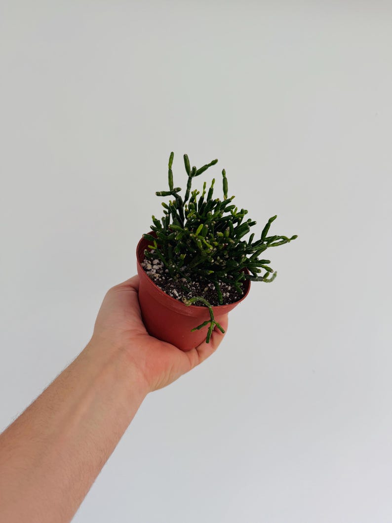 Rhipsalis Mistletoe Cactus - 4” Live Trailing Plant - Unique Cylindrical Stems - Easy Care Houseplant - Ideal for Hangers