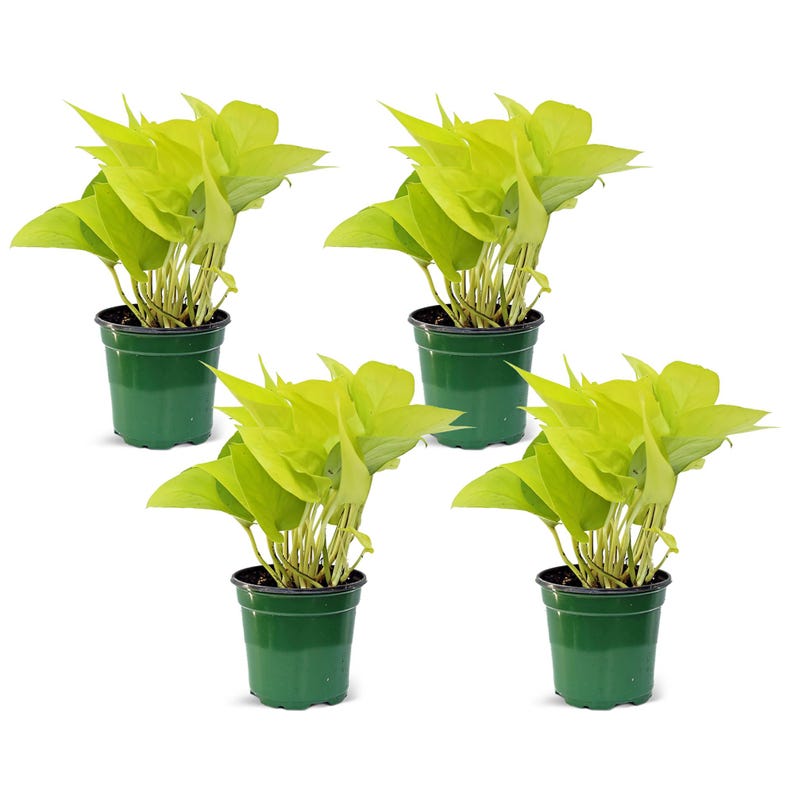 4 Pack Live 4” Neon Pothos, Trailing Indoor Plant, Epipremnum Aureum Neon, Perfect Gift for Gardening, Birthdays, Christmas