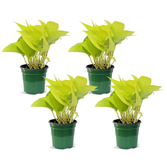 4 Pack Live 4” Neon Pothos, Trailing Indoor Plant, Epipremnum Aureum Neon, Perfect Gift for Gardening, Birthdays, Christmas