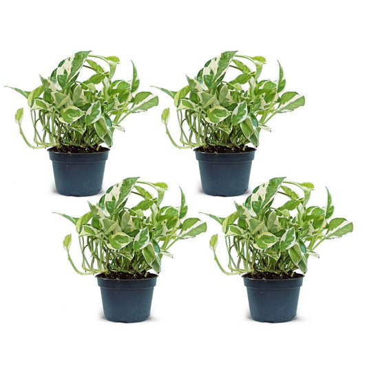 4 Pack Live 4” Pot Pearls and Jade Pothos, Variegated Houseplant, Air Purifying Plant, Epipremnum Aureum 'Pearls and Jade'