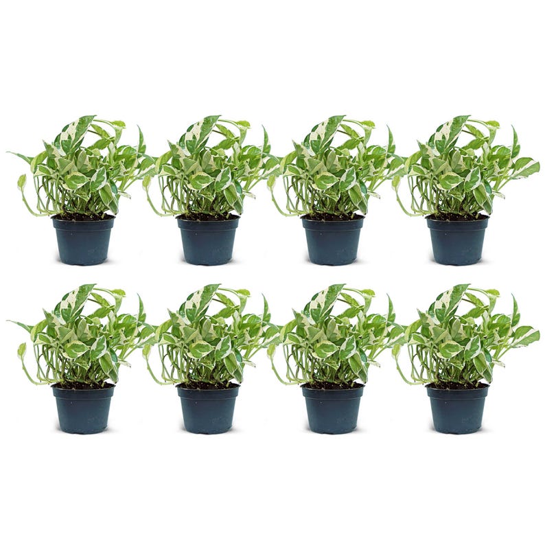 4" Live Pearls and Jade Pothos - Variegated Houseplant, Air Purifying Plant (Epipremnum Pearls and Jade) - 8 Pack