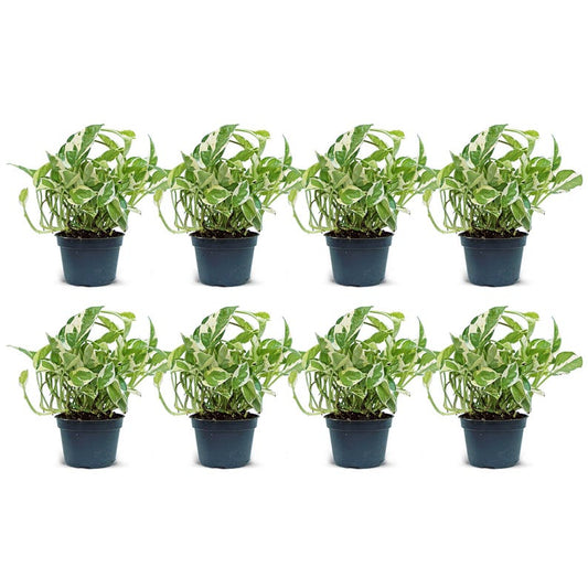 4" Live Pearls and Jade Pothos - Variegated Houseplant, Air Purifying Plant (Epipremnum Pearls and Jade) - 8 Pack