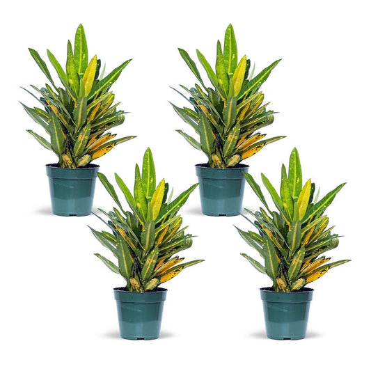 4 Pack Live 4” Pot Sunny Star Croton, Tropical Houseplant, Codiaeum Variegatum “Sunny Star”, Colorful Foliage, Gift Idea