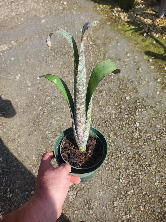 Bromeliad Live Plant Quesnelia marmorata - Outdoor Grown with Minor Blemishes - Unique Tropical Houseplant
