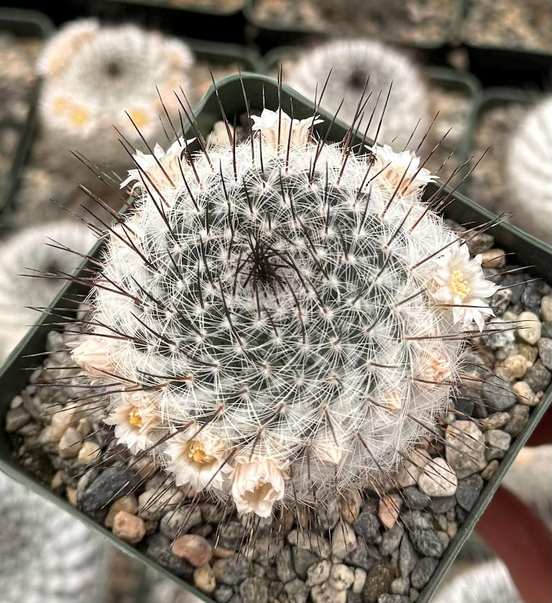 Mammillaria Ritteriana Cactus in 4" Pot | Blooming Snowball Cactus | Mammillaria ritteriana