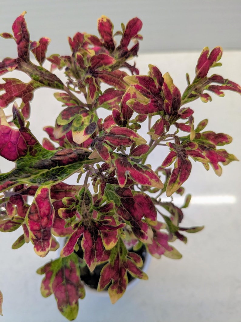 Coleus Live Starter Plant, 3-5” Multicolor Burning Bush, Vibrant Ornamental Foliage, Coleus Scutellarioides, Indoor/Outdoor Gift