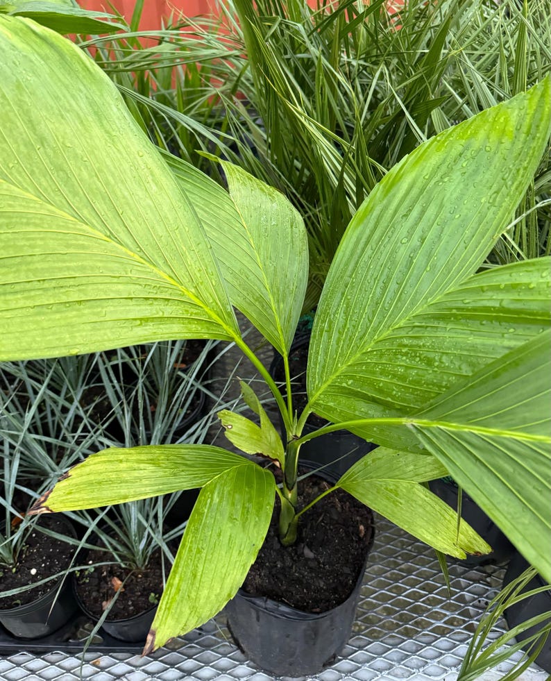 Chamaedorea Ernesti Augustiii Palm Tree - Rare Tropical Indoor Plant - Low Light Tolerant Houseplant - Xaté Palm