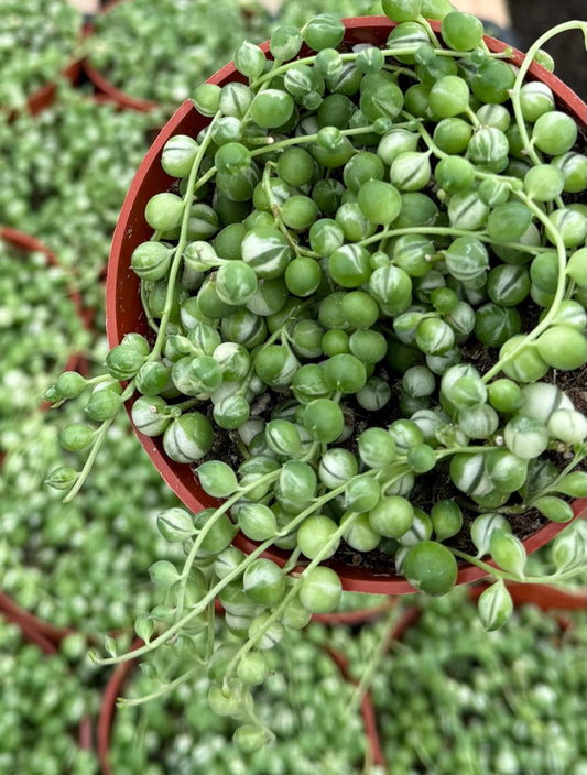 Variegated String of Pearls 4" Pot | Trailing Succulent | Senecio Rowleyanus