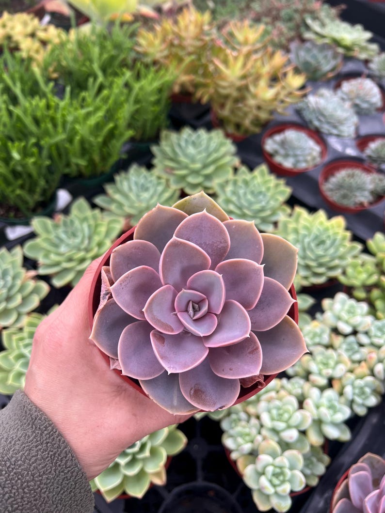 Echeveria PVN Perle von Nurnberg Succulent 4” Live Plant in Plastic Pot, Ideal Indoor Decor, Low Maintenance Houseplant