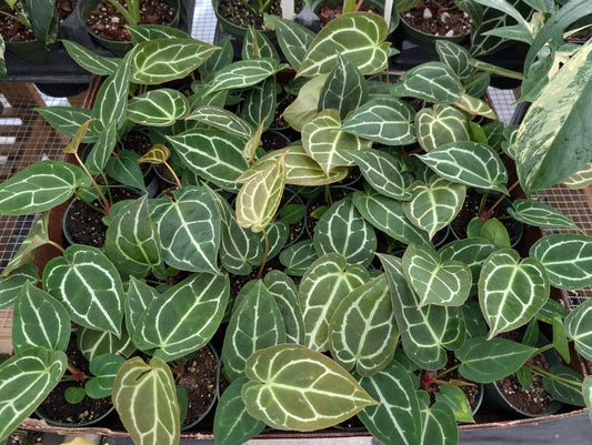 Anthurium Crystallinum 'Crystal' 4" Pot Tropical Plant with Velvet Leaves - Rare Indoor Houseplant for Home Decor