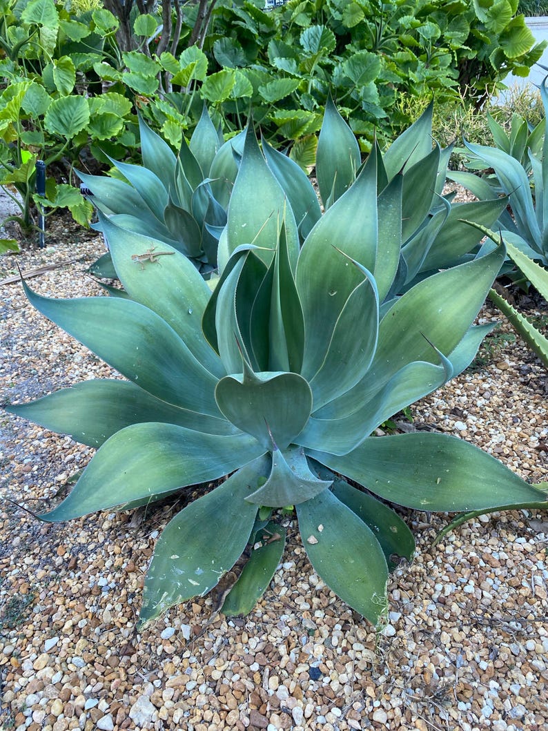 Foxtail Agave Plant - Variegated 'Ray Of Light' - Agave attenuata - Low-Maintenance Accent Plant for Home or Office Decor