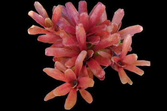 Bromeliad Plant - Neoregelia Fireball - Colorful Red and Orange Foliage - Low Maintenance Indoor Houseplant