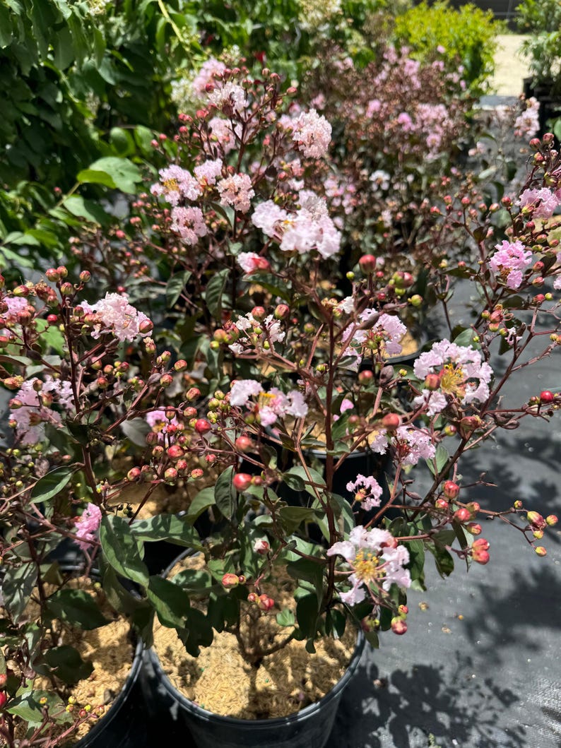 Crape Myrtle Rhapsody in Pink Flowering Tree - 3 Gallon, Pink Blooms, Lagerstroemia indica