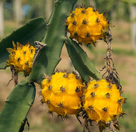 Yellow Dragon Fruit Seeds 10 Pack - Hylocereus megalanthus, Pitahaya, Sweet Tropical Flavor, Edible Seeds