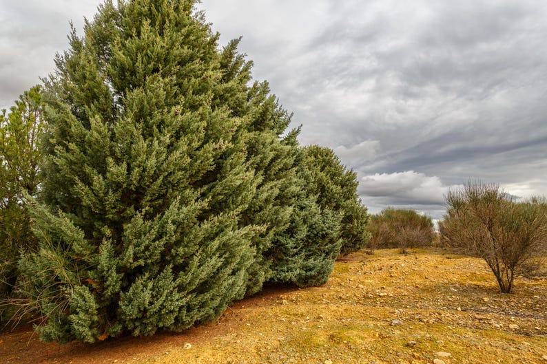 Arizona Cypress Seeds - 20 Organic Seeds - Cupressus arizonica - Blue-Green Foliage - Free Shipping on $35+ Orders