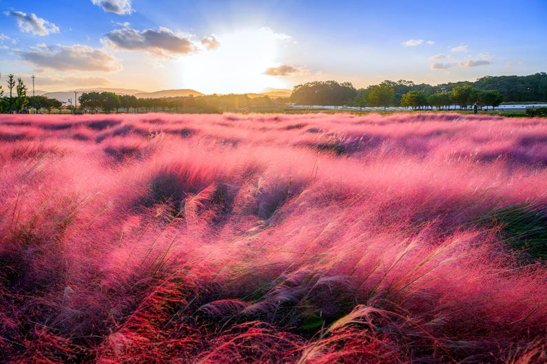 Pink Flamingo Muhly Grass Seeds - 20 Hand Collected Organic Seeds, Muhlenbergia 'Pink Flamingos' for Native Gardens