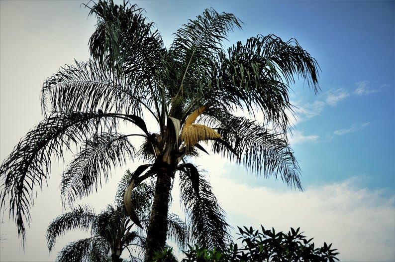 Queen Palm Seeds - 10 Organic Seeds - Syagrus romanzoffiana - Cocos Palm - Jerivá - Ornamental Garden Tree