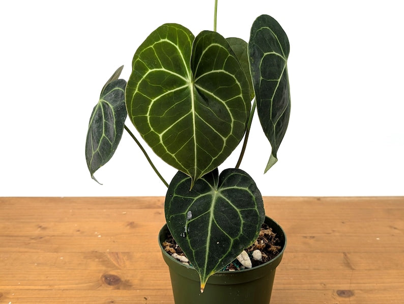 Anthurium Clarinervium 4" Live Tropical Indoor House Plant with Textured Leaves - Anthurium clarinervium - Free Hoya Krimson Queen with 3+ Plants