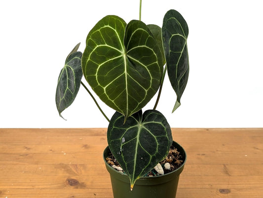 Anthurium Clarinervium 4" Live Tropical Indoor House Plant with Textured Leaves - Anthurium clarinervium - Free Hoya Krimson Queen with 3+ Plants