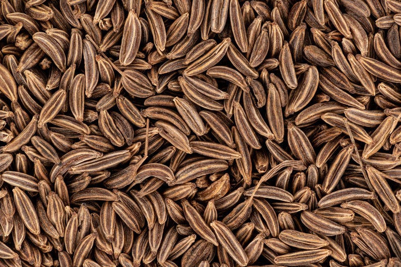 Organic Caraway Seeds - 10 Seeds - Carum carvi - Hand Collected, Field Cumin - Free Shipping on Orders Over $35