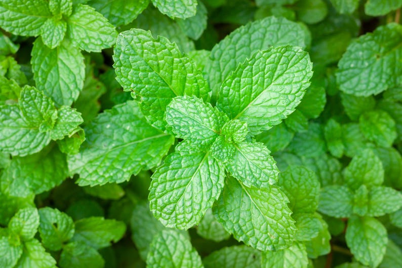 Organic Peppermint Seeds 10 Count - Mentha × piperita, Brandy Mint, American Mint, Culinary Herb Seeds