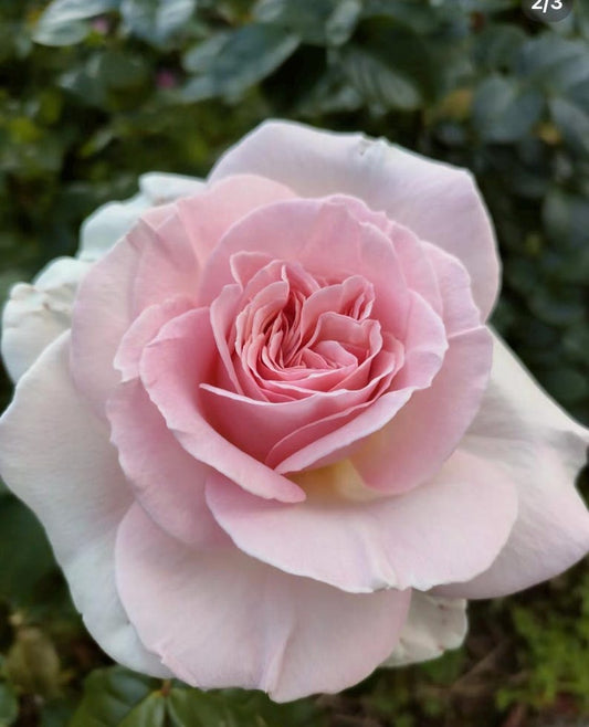 1 Gallon Rose Prince Jardinier - Pink Double Petals, Strong Fragrance, Hardy Zones 6-9, Rosa 'Prince Jardinier'