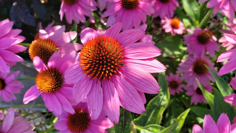Purple Echinacea Seeds - 10 Hand Collected Organic Purple Coneflower Seeds (Echinacea purpurea) for Herb Garden