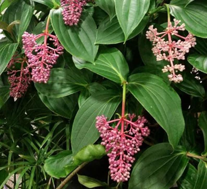 Medinilla apoenis Live Plant - Malaysian Orchid - Tropical Indoor Plant - Exotic Houseplant for Home Decor