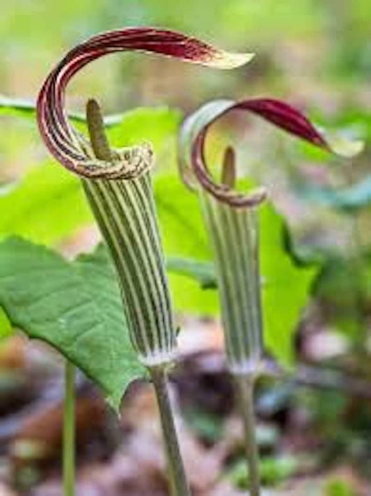 10 Jack In The Pulpit Plants Bare Root Arisaema Triphyllum Native Wildflower Indian Turnip Planting Stock