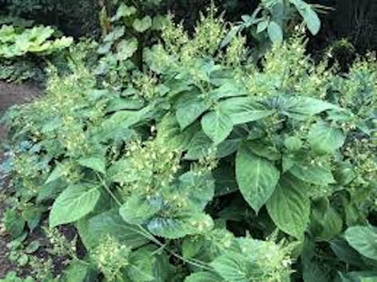20 Stone Root Bare Root Plants Collinsonia canadensis Organic Perennial Wildflower Medicinal Herb for Planting