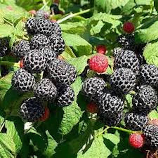 Black Raspberry Plant - 3 Bare Root Starter Plants - Mysore Raspberry (Rubus Niveus) - Tropical Fruiting Perennial Bush