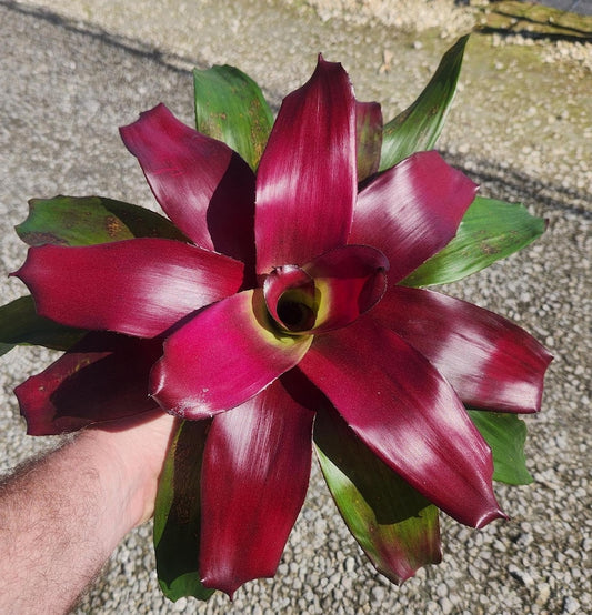 Bromeliad Plant - Neoregelia Rouge - Live Outdoor Plant - Tropical Houseplant - Pest Inspected - Easy Care