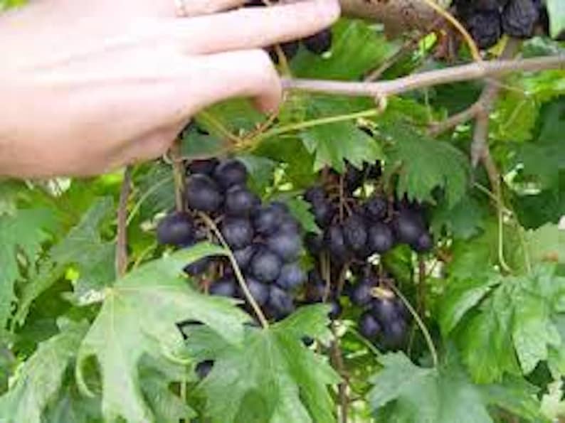 Muscadine Grape Plant Starter - Southern Home Vitis Spa Black Grapes - Edible, Cold Hardy Perennial for Home Gardens