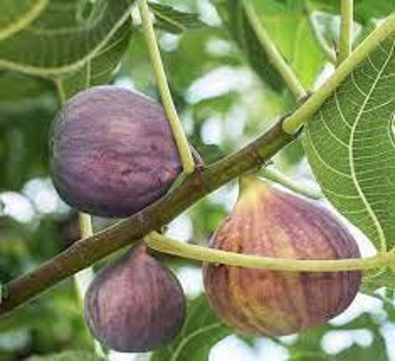 Live Fig Tree Plant - Common Fig Variety - Ficus carica - Lush Green Leaves for Home Garden Decor and Healthy Living