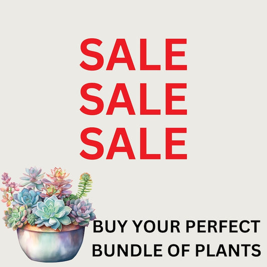 Bundle of Potted Succulents - Donkey Tail, String of Pearls, Ruby Necklace, Cotyledon Pendens - Unique Indoor Plants