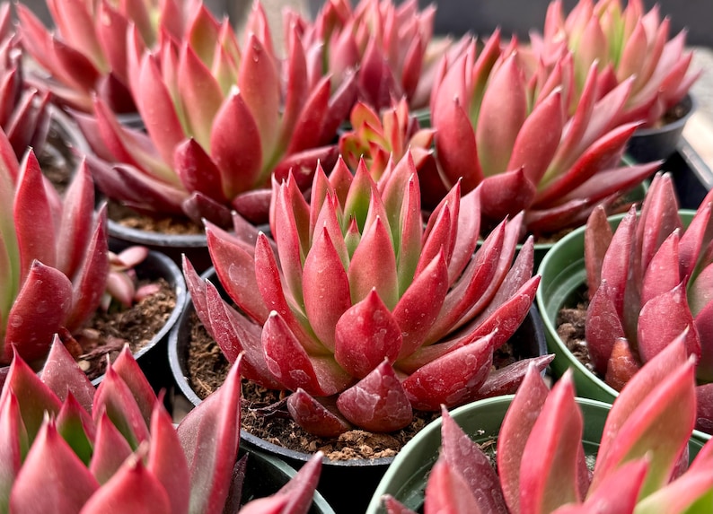 Echeveria Plant 2" & 4" | Lipstick Echeveria | Red Succulent | Echeveria agavoides | Compact Indoor & Outdoor Decor