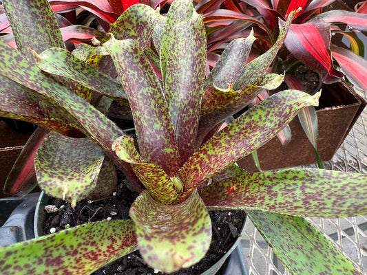 Bromeliad Plant - Neoregelia Super Nova - Colorful Variegated Foliage - Easy Care Tropical Houseplant