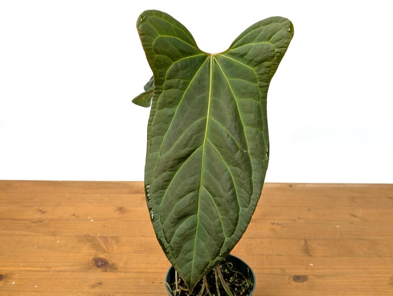 Anthurium Crystallinum x Pinkleyi 'Rabbit Ears' - Rare Hybrid Tropical Plant - Anthurium waroqueanum - Free Hoya Krimson Queen with 3+ Orders