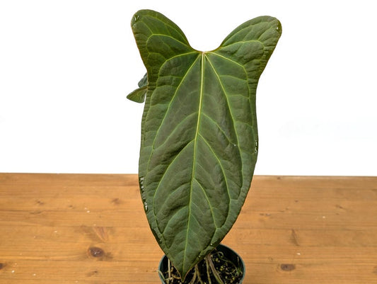 Anthurium Crystallinum x Pinkleyi 'Rabbit Ears' - Rare Hybrid Tropical Plant - Anthurium waroqueanum - Free Hoya Krimson Queen with 3+ Orders