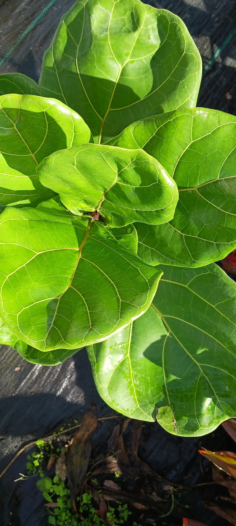 Fiddle Leaf Fig Plant - 12" or 18" Bare Root - Ficus Lyrata - Tropical Houseplant for Indoor Decor - Easy Care Air Purifier