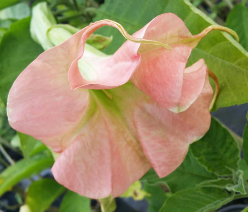 Brugmansia Live Plant - Full Rosea Magic Double Pink Angels Trumpet - Well-Rooted Starter Size - Brugmansia spp.