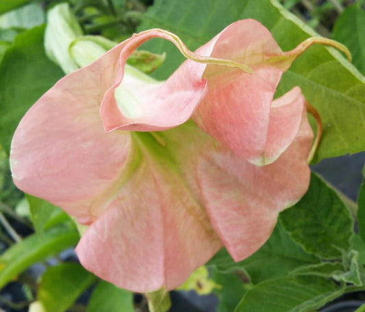 Brugmansia Live Plant - Full Rosea Magic Double Pink Angels Trumpet - Well-Rooted Starter Size - Brugmansia spp.
