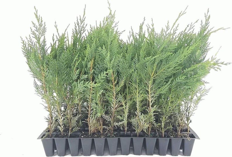 10 Murray Cypress Trees Live Plants | Upright Evergreen Privacy Screen | Cupressus macrocarpa | Hardy Landscape Starter Plants