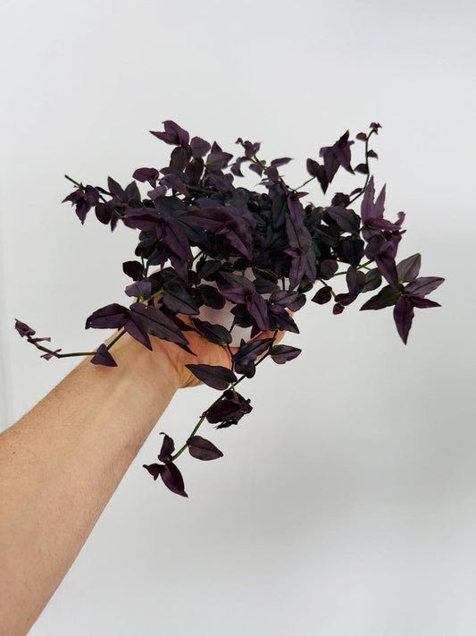 Black Bridal Veil Wandering Dude - 4” Live Houseplant - Tradescantia Multiflora - Rare Indoor Plant - Easy Care Houseplant