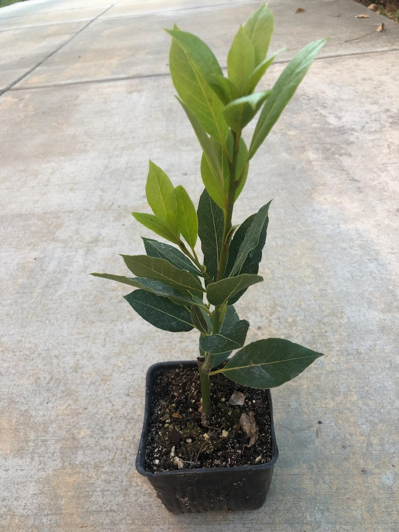 Bay Leaf Tree in 4" Pot, Aromatic Laurus nobilis, Evergreen Culinary Herb, Mediterranean Origin