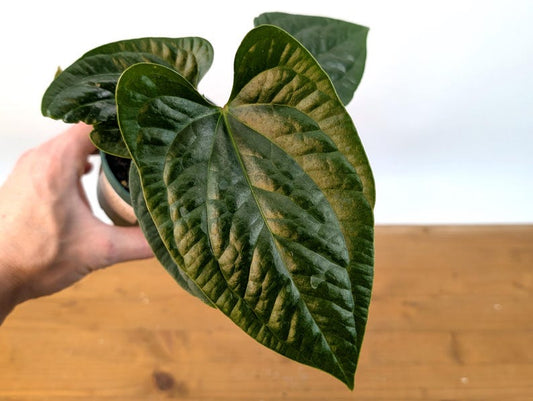 Anthurium Hybrid Plant in 4 Inch Pot - Pinkleyi x Luxurians 'Happy Bunny' - Tropical Houseplant for Easy Care & Humidity