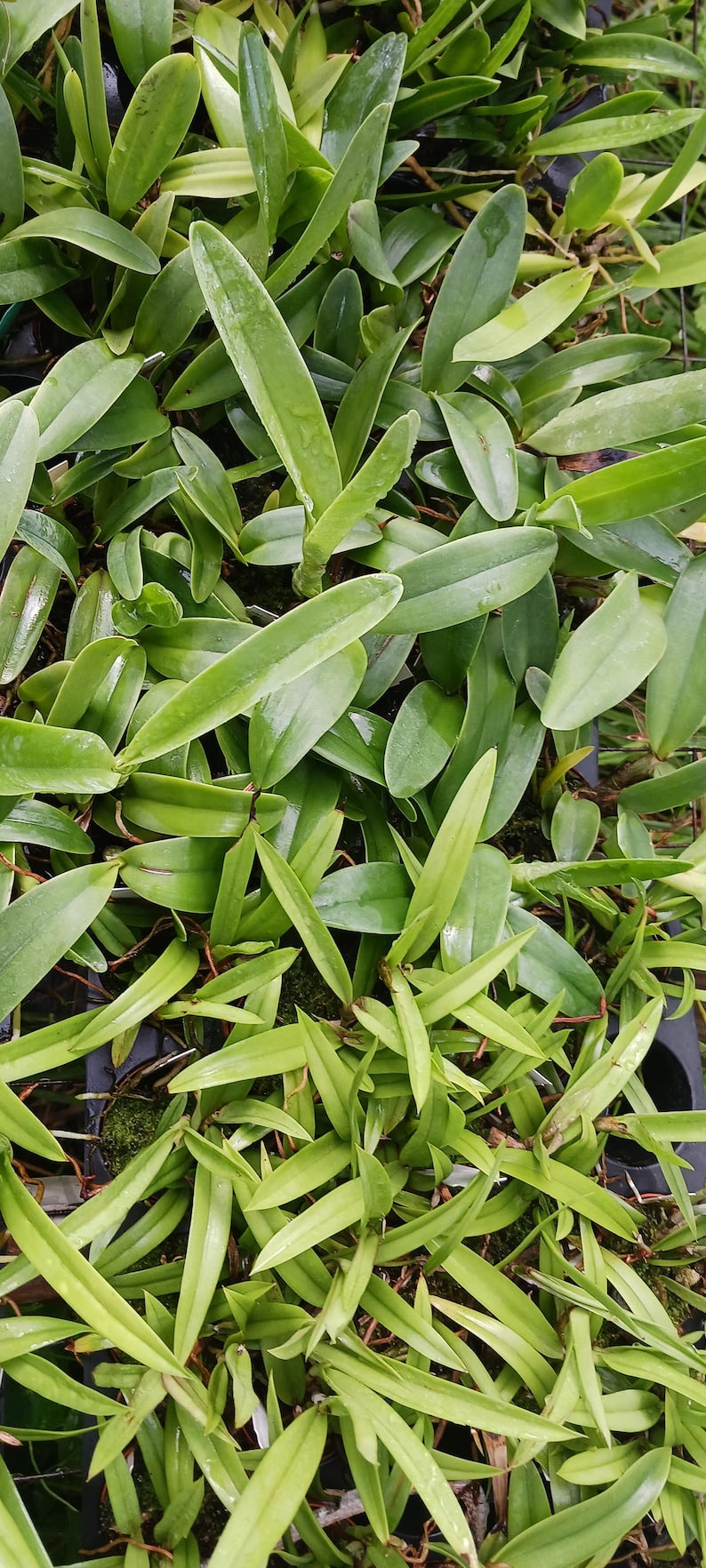 Wholesale Orchids Pack 2.25"-3" Cattleya, Brassavola, Tropical Plants - Cattleya Alliance - Ready to Pot or Mount