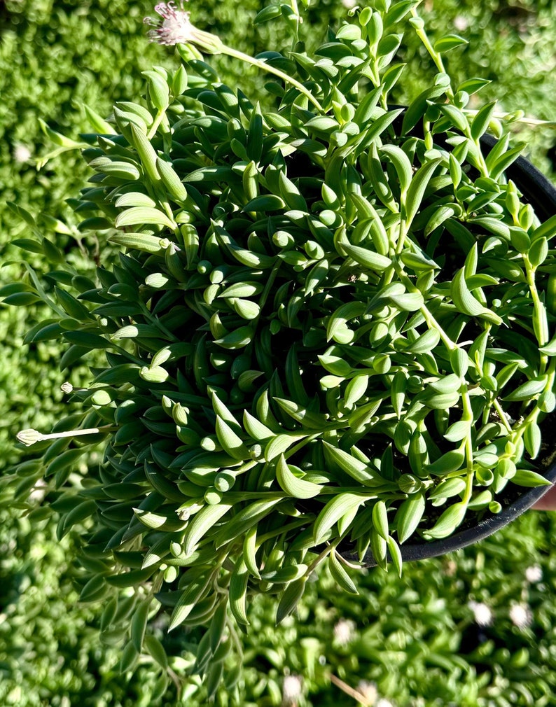 String of Bananas Plant | 4" & 6" Pots | Trailing Succulent | Senecio radicans | Unique Green Leaves | Indoor Hanging Plant