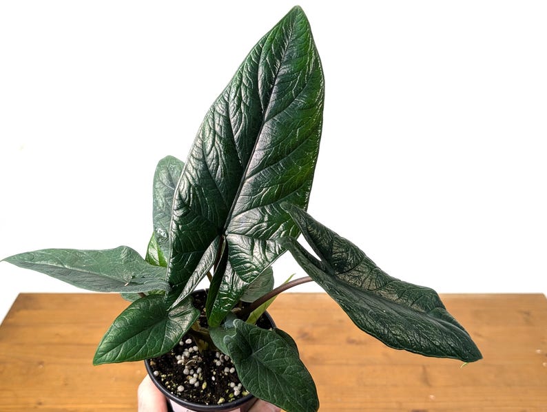 Alocasia Scalprum Plant - 4 & 6 Inch Pots - Samurai Sword - Free Hoya Krimson Queen with 3+ Orders - Tropical Houseplant