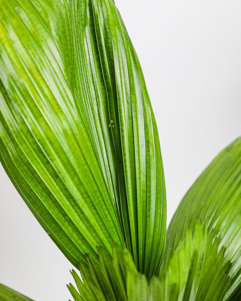 Licuala Grandis Palm Plant - Exotic Ruffled Fan Palm - Licuala grandis - Unique Tropical Houseplant for Indoor Décor